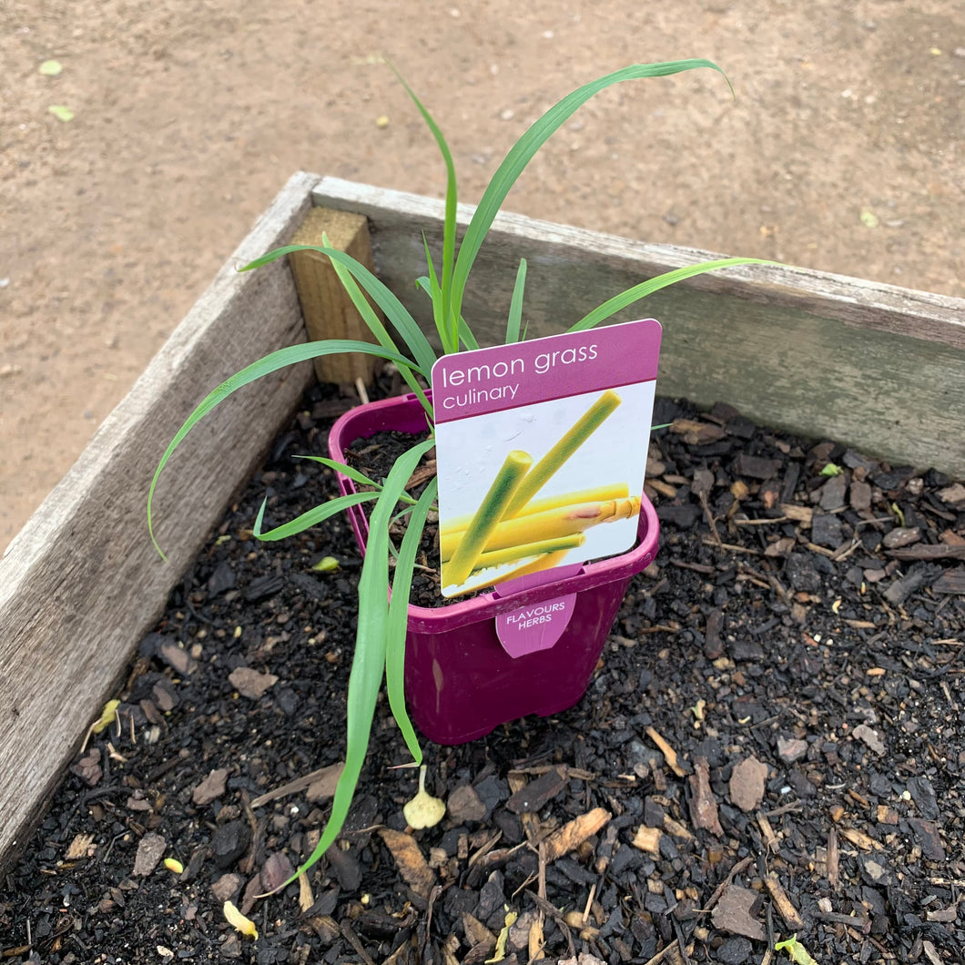 Lemon Grass