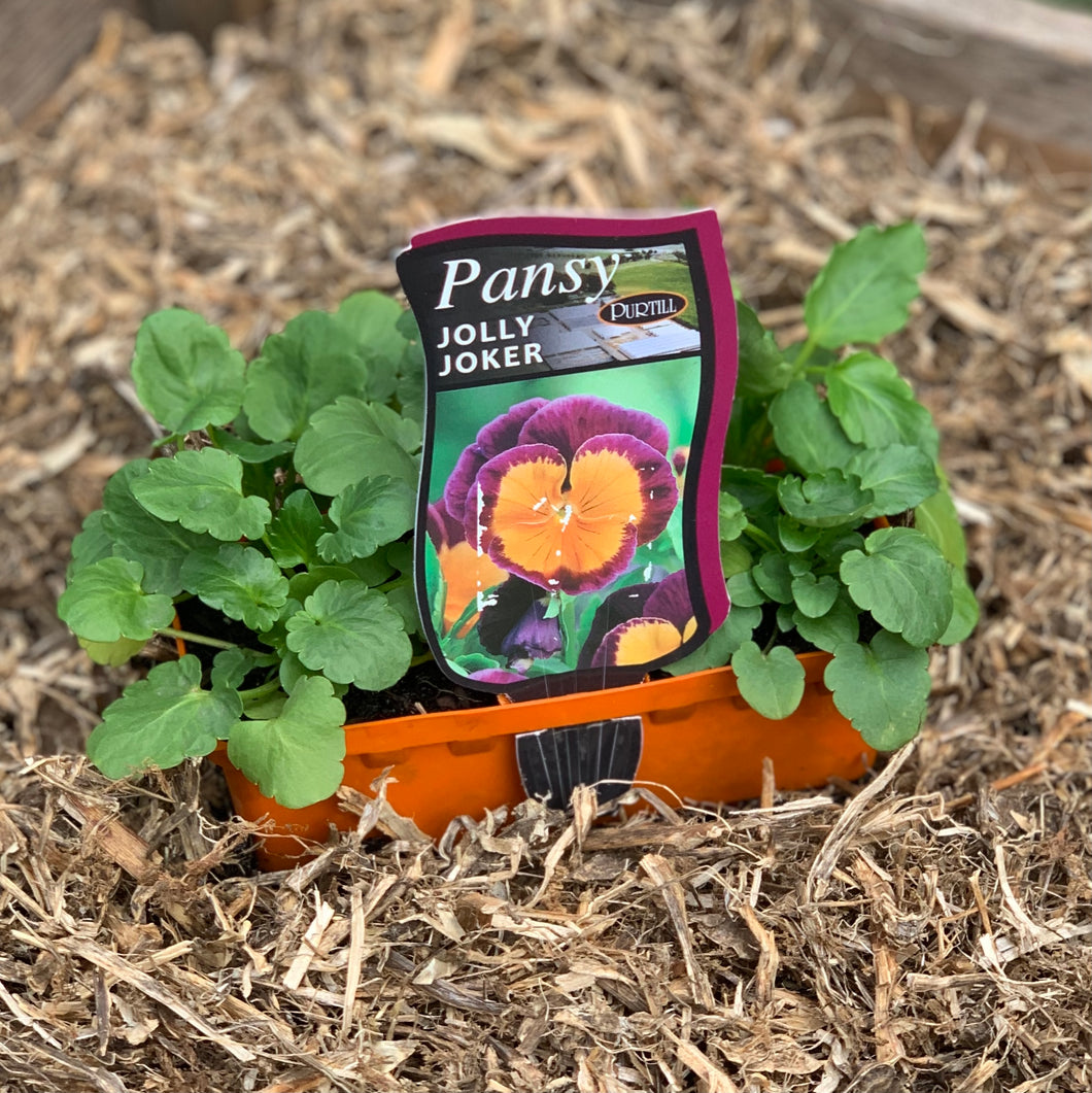 Pansy 'Jolly Joker'