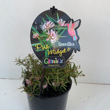 Load image into Gallery viewer, Grevillea ‘Pink Midget’
