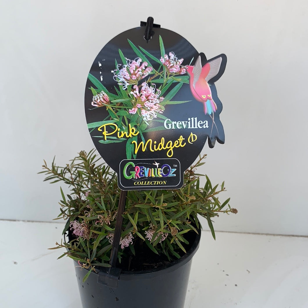 Grevillea ‘Pink Midget’