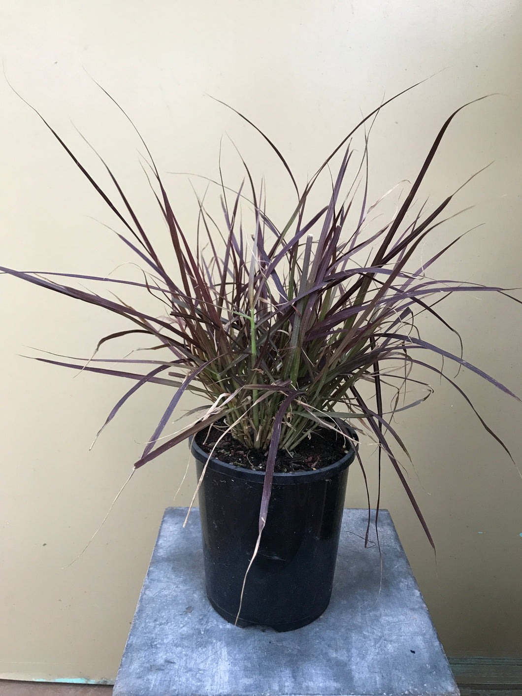 Pennisetum 'Little Red Riding Hood'