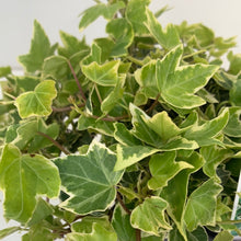 Load image into Gallery viewer, Hedera helix &#39;Variegated Ivy&#39;
