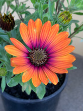 Load image into Gallery viewer, Osteospermum ’Purple Sun’
