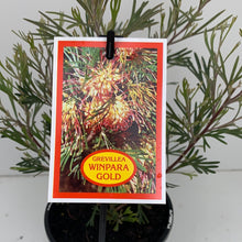 Load image into Gallery viewer, Grevillea ‘Winpara Gold’
