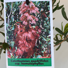Load image into Gallery viewer, Calothamnus quadifidus ssp. Homalophylus

