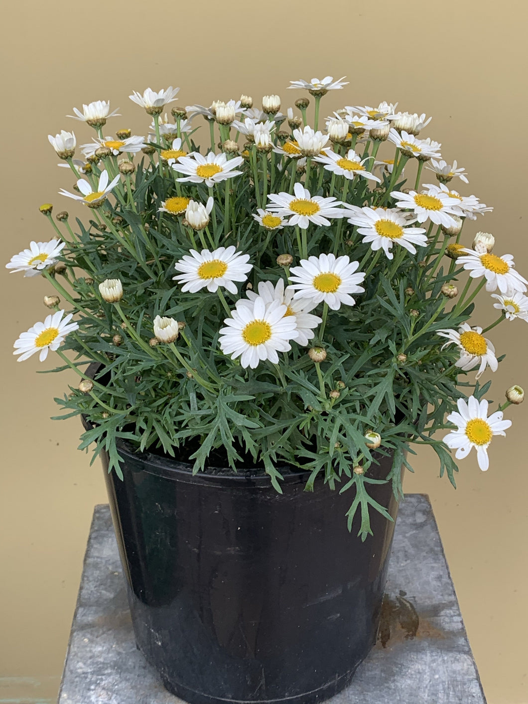 Argyranthemum 'Single White’