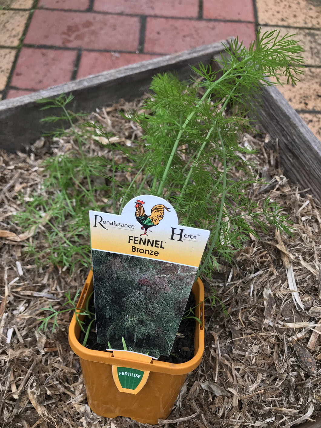 Fennel ‘Bronze’