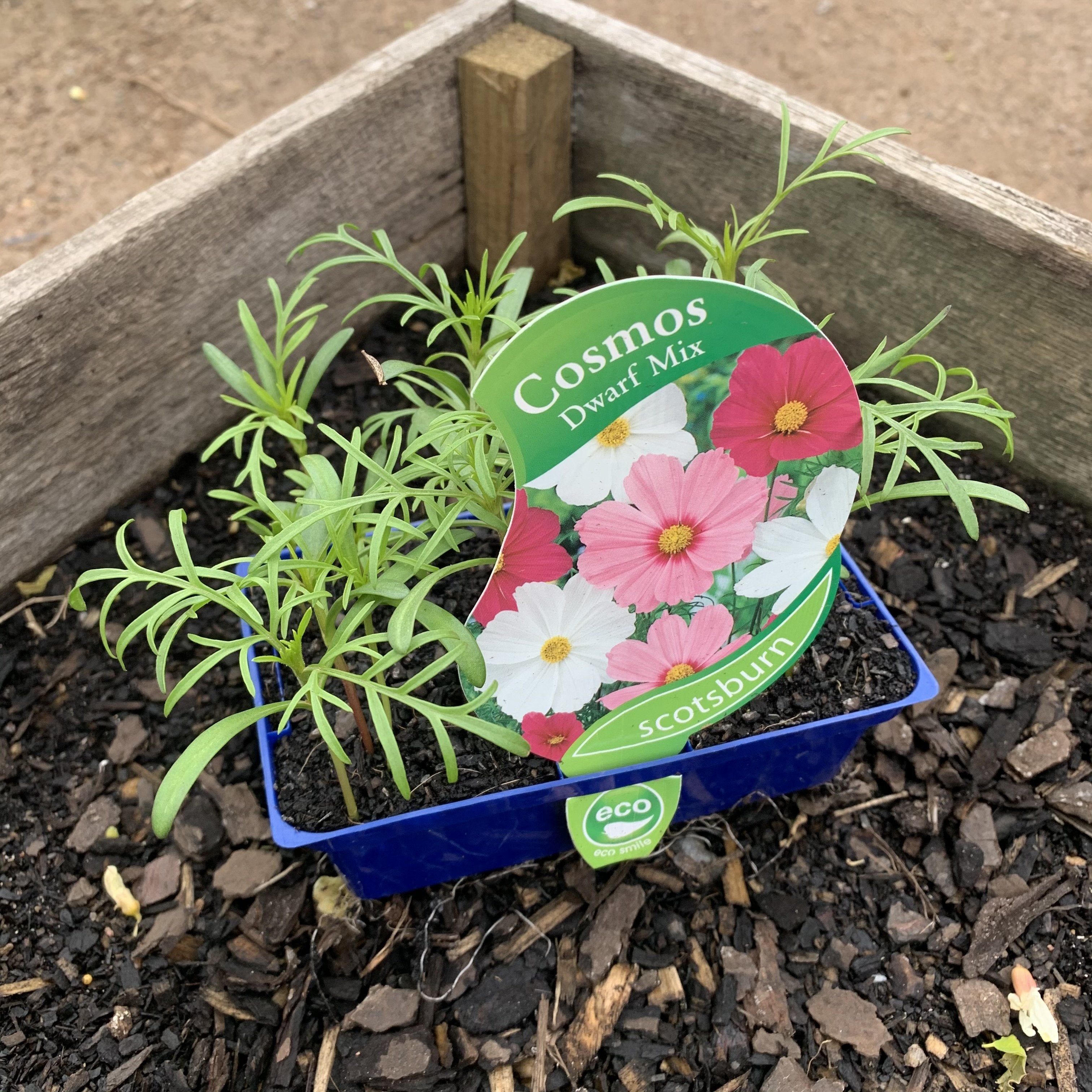 Cosmos ‘Dwarf Mix’ – Northcote Nursery