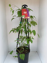 Load image into Gallery viewer, Clematis ‘Rebecca Boulevard’
