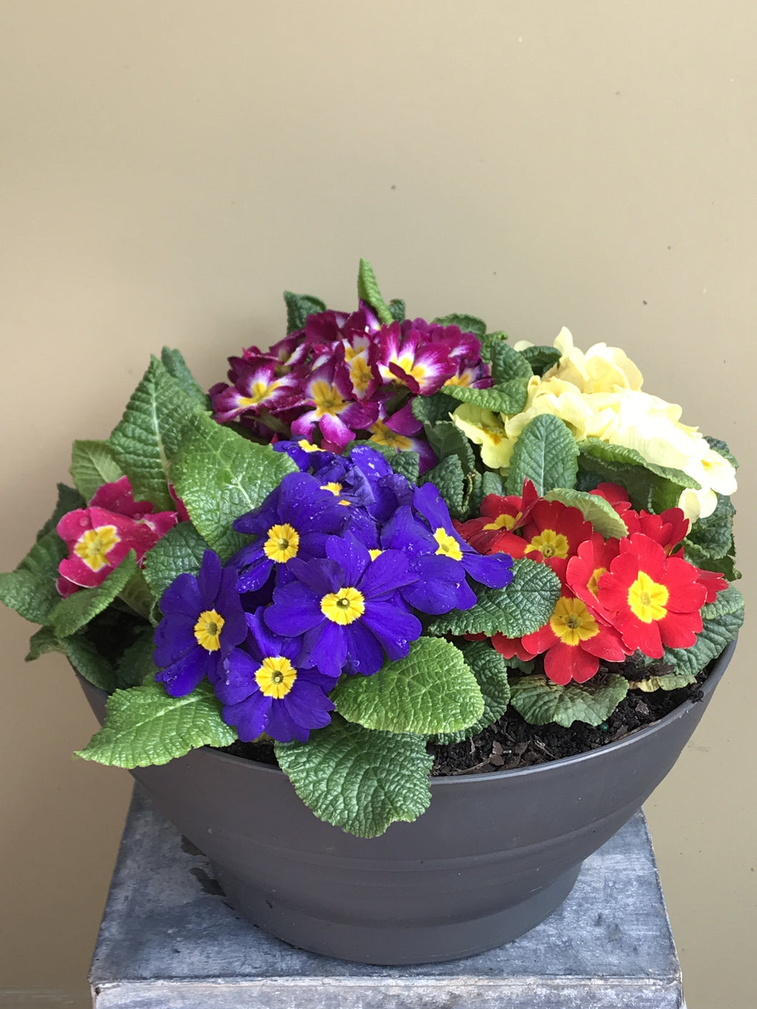 Polyanthus - mix bowl