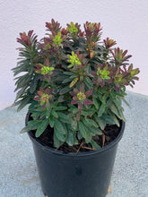 Load image into Gallery viewer, Euphorbia ‘Ascot Liliput’
