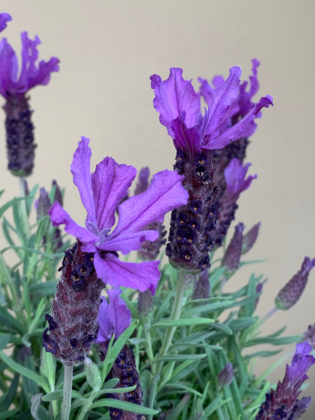 Lavender ‘Javelin Forte Deep Purple’