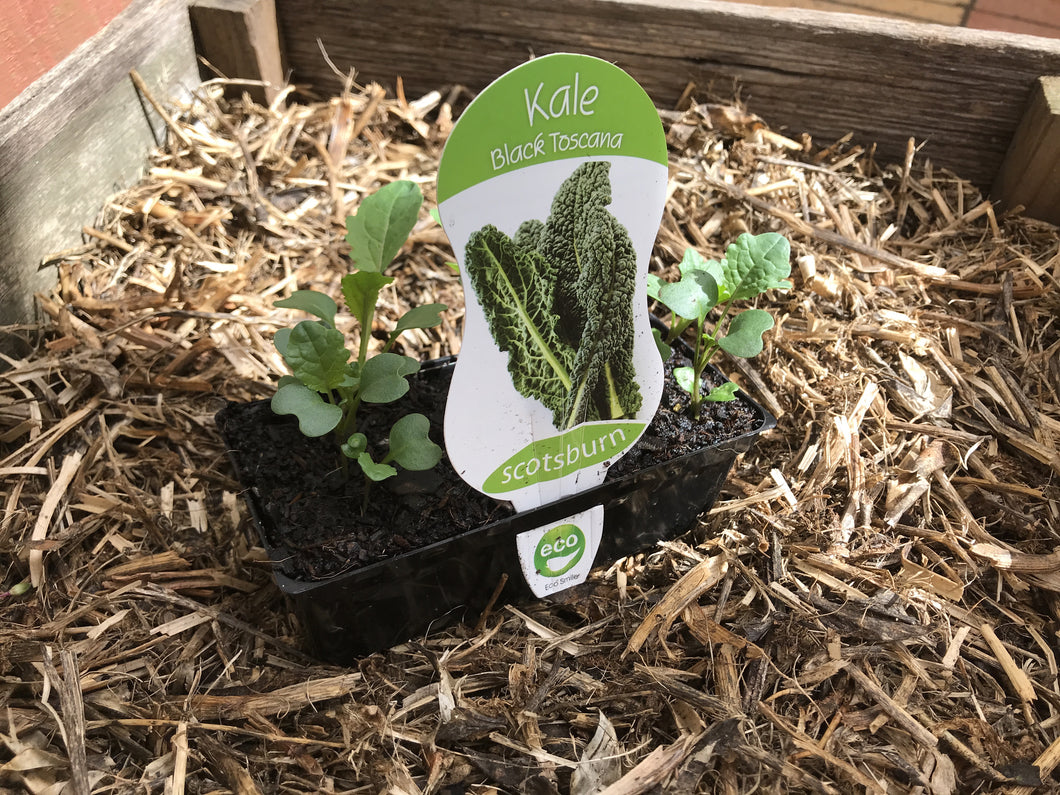 Kale ‘Black Toscana’