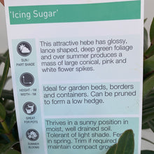 Load image into Gallery viewer, Hebe ‘Icing Sugar’
