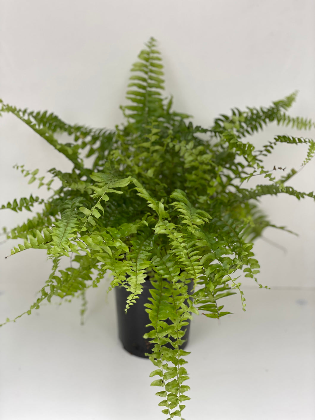Nephrolepis ‘Blue Bell’