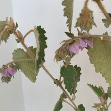 Load image into Gallery viewer, Thomasia macrocarpa ‘Softy’
