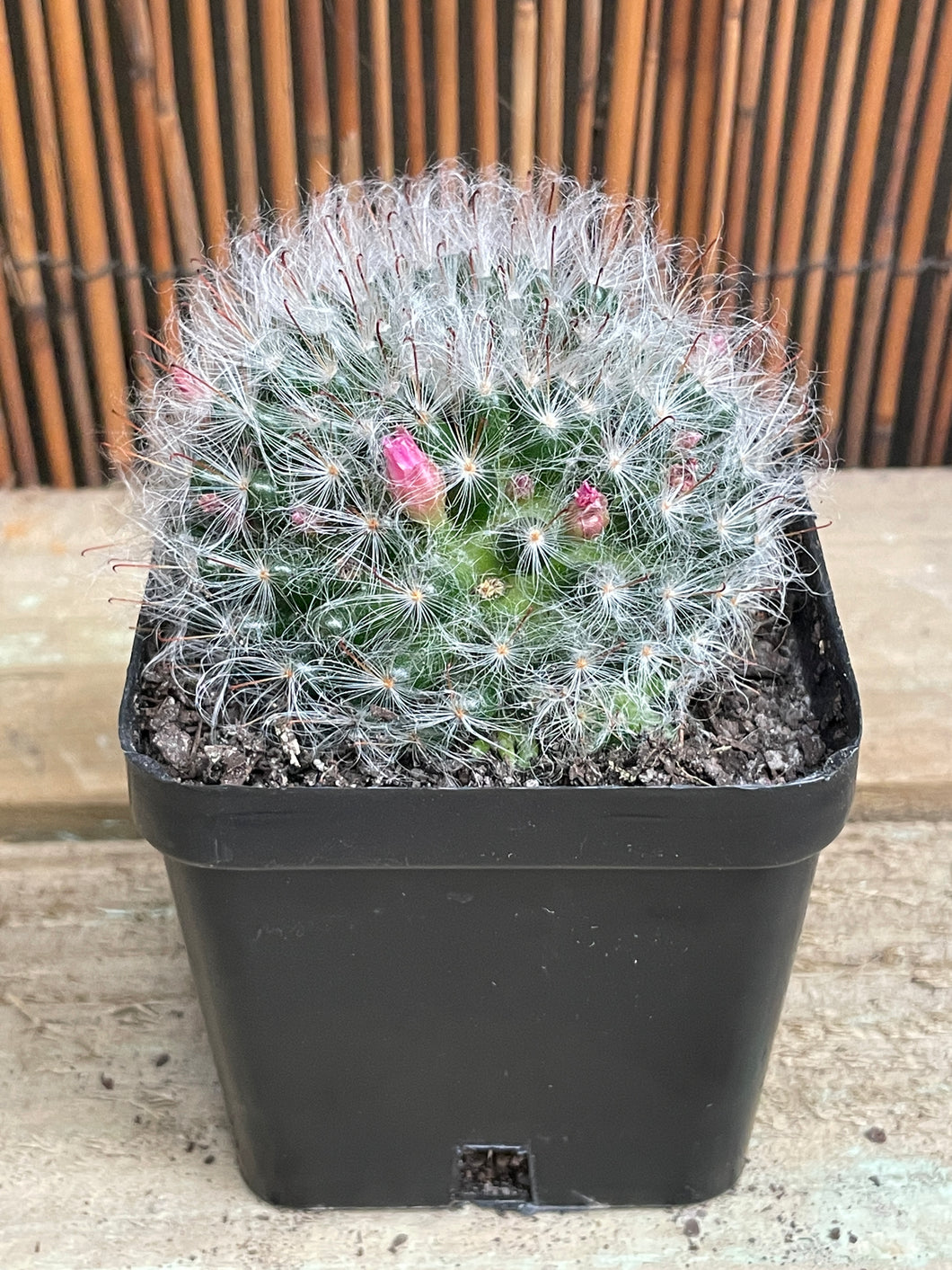 Mammillaria bocasana v roseaflora