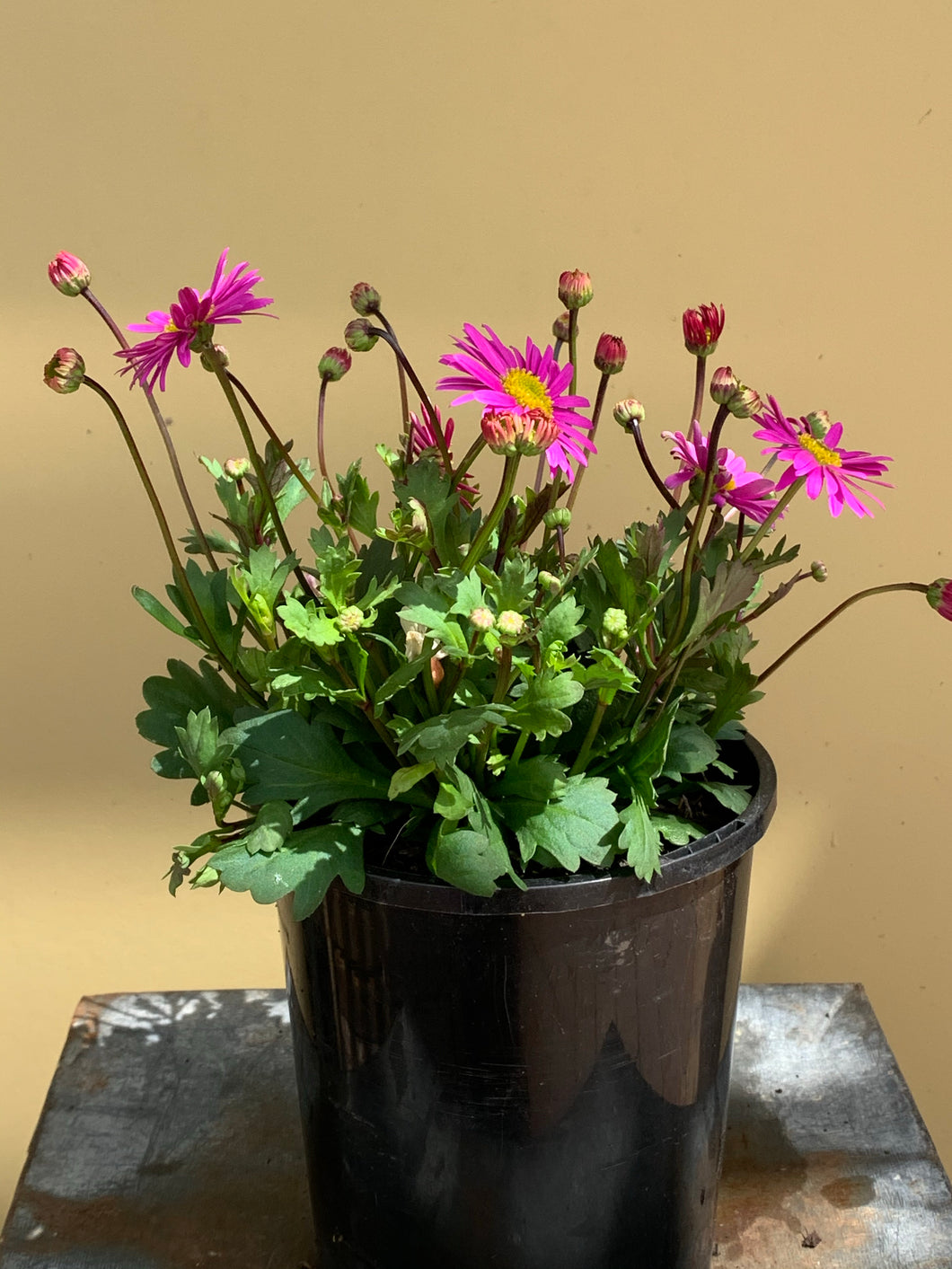 Brachyscome ‘Fresco Candy’