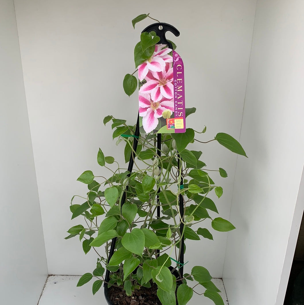 Clematis ‘Cotton Candy’