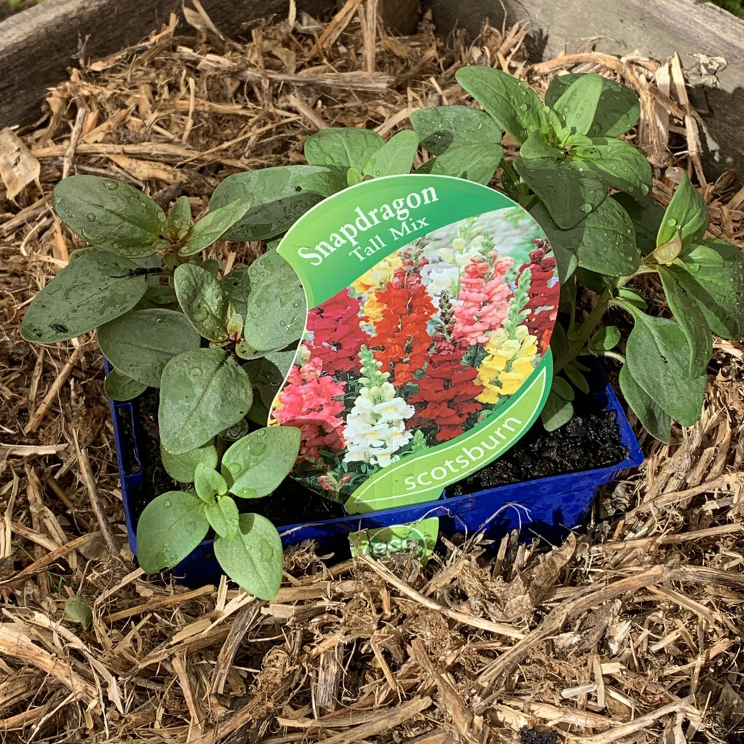 Snapdragon 'Tall Mix'