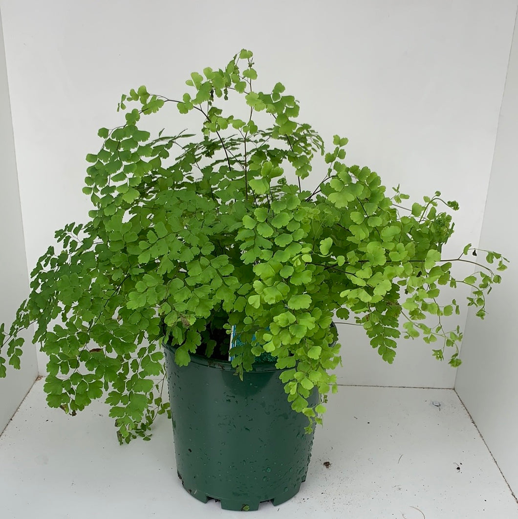 Adiantum 'Maidenhair Fern'