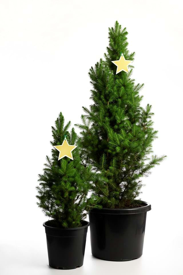 Picea glauca 'Super Star'