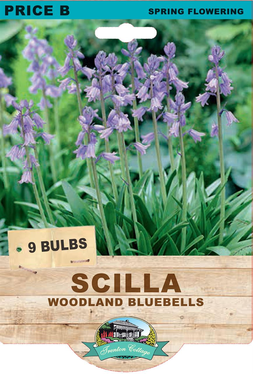 Scilla 'Woodland Bluebells'